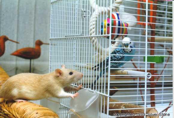 Chanel met Rocky de parkiet