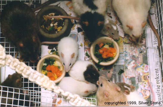 Groenten eten, rittens 1 maand