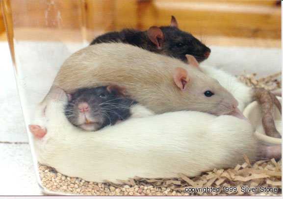 lekker tegen elkaar slapen terwijl de kooi wordt verschoond